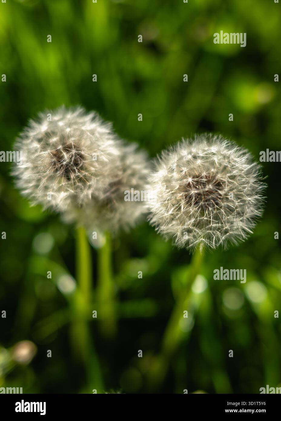 White dandelion flowers on a green meadow Stock Photo