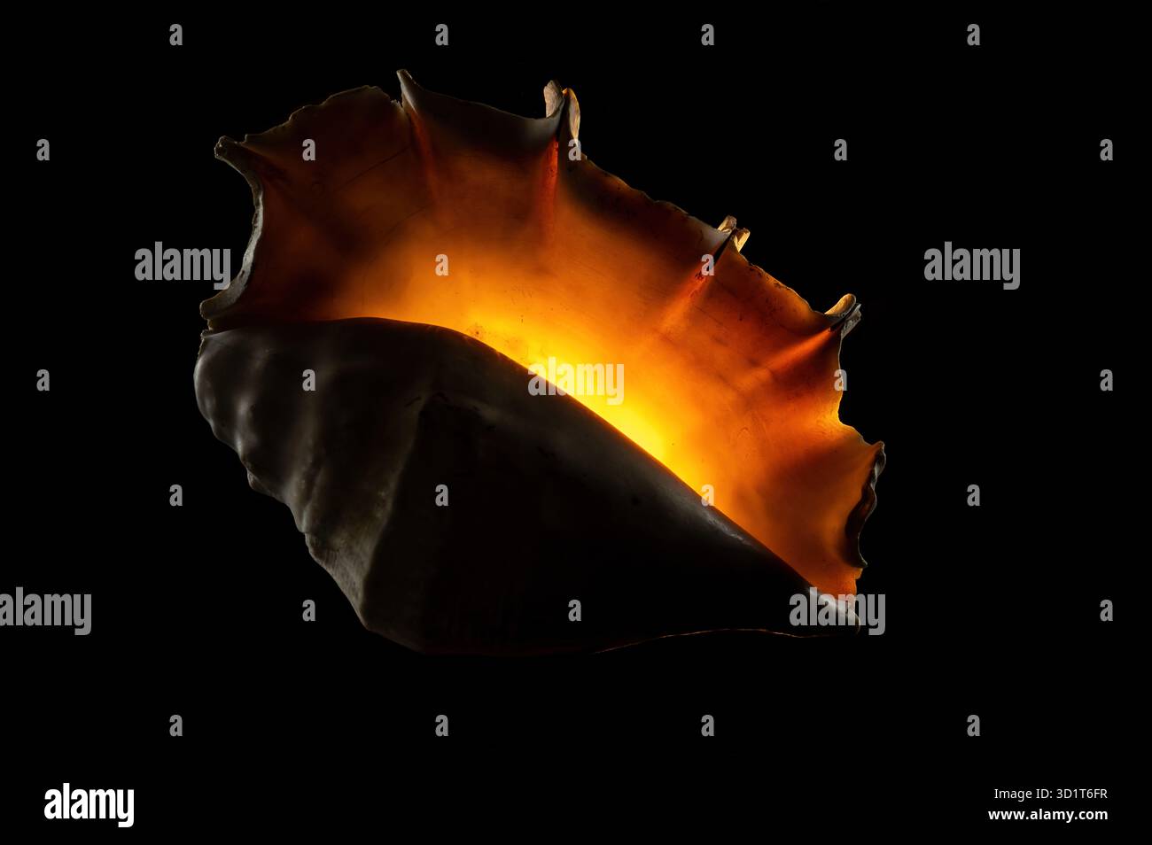 Glow big shell on dark background Stock Photo