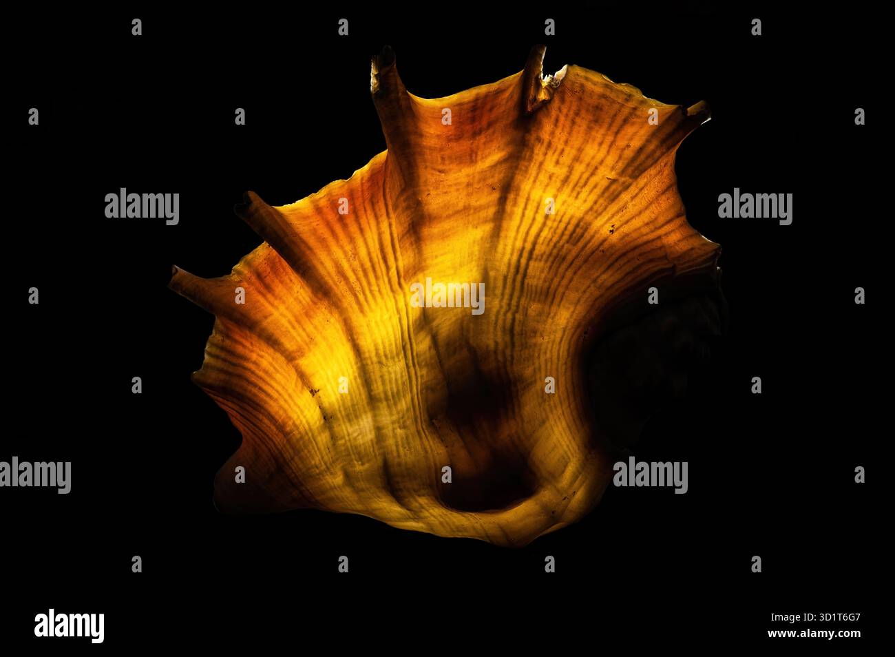 Glow big shell on dark background Stock Photo