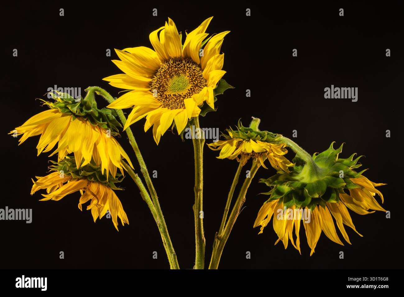 Yellow Sunflower on the dark background Stock Photo