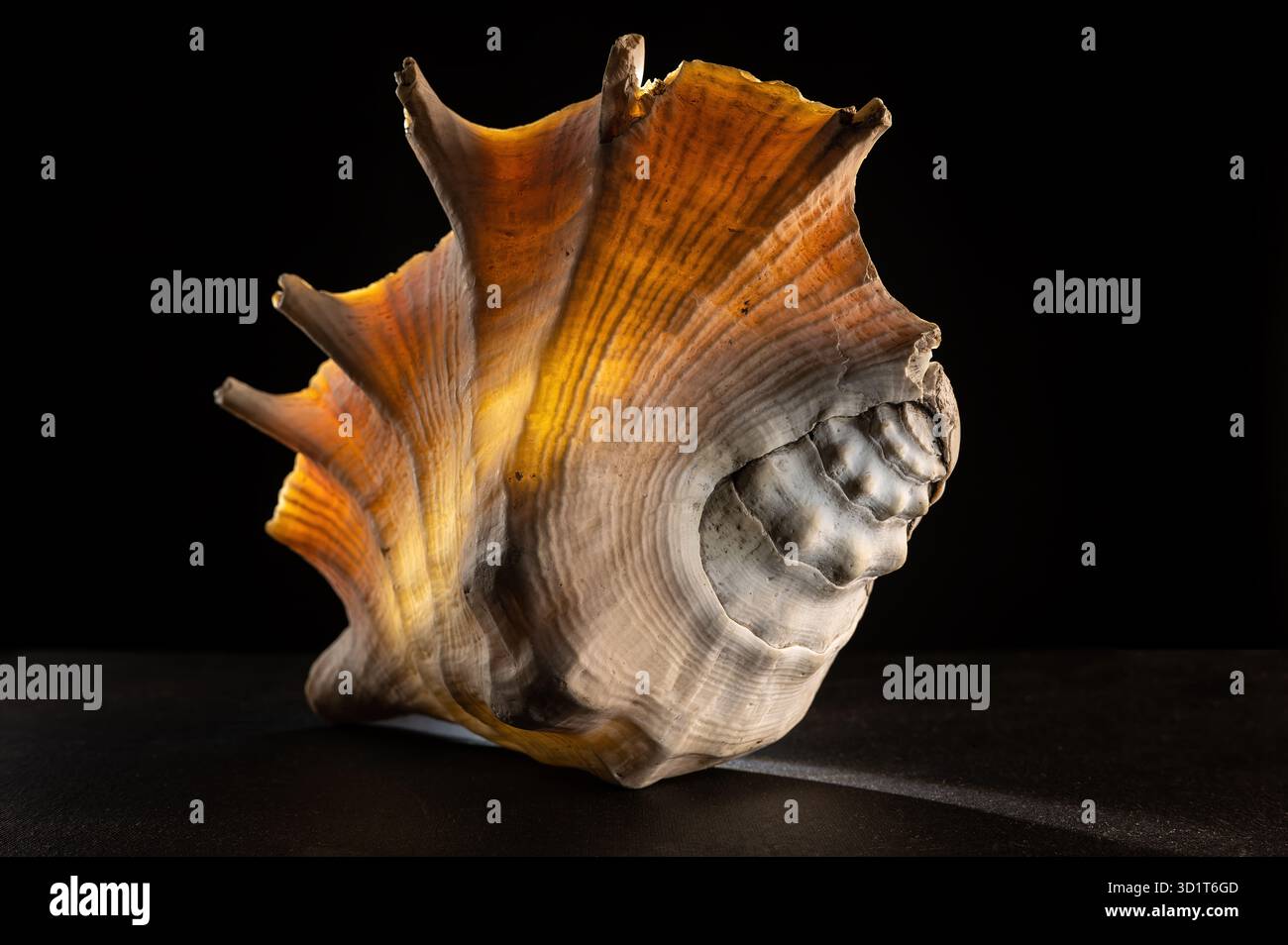 Glow big shell on dark background Stock Photo