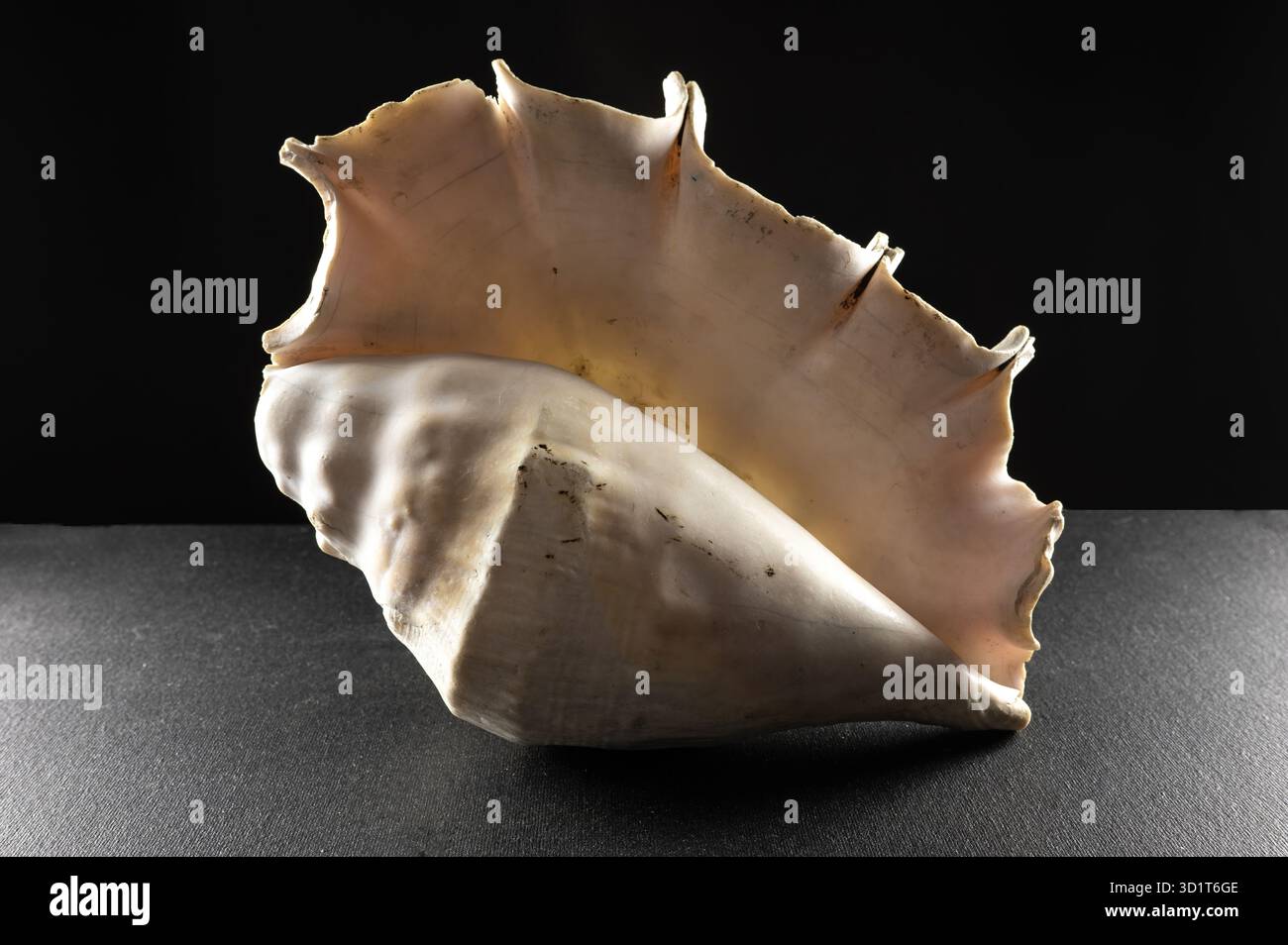 Large spider conch seashell on dark background Stock Photo