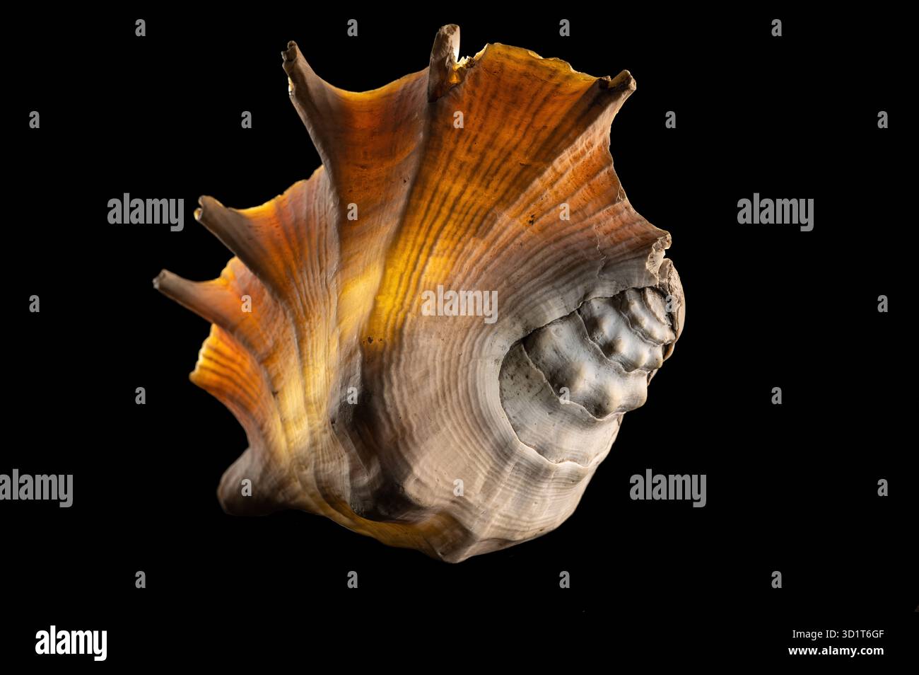 Glow big shell on dark background Stock Photo