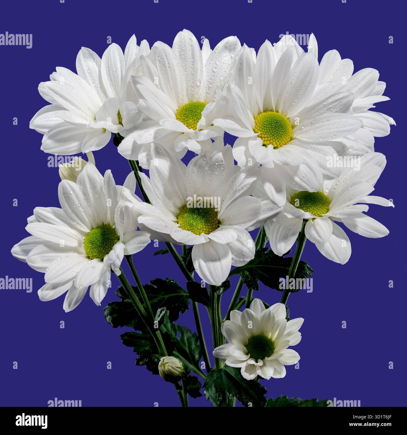 White chamomile on a blue background Stock Photo