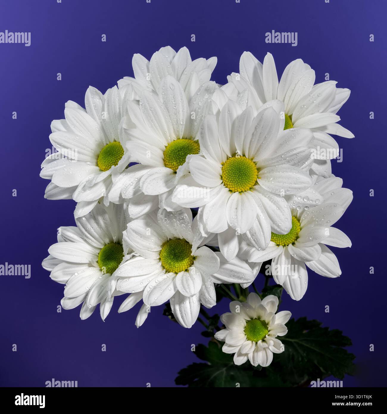 White chamomile on a blue background Stock Photo