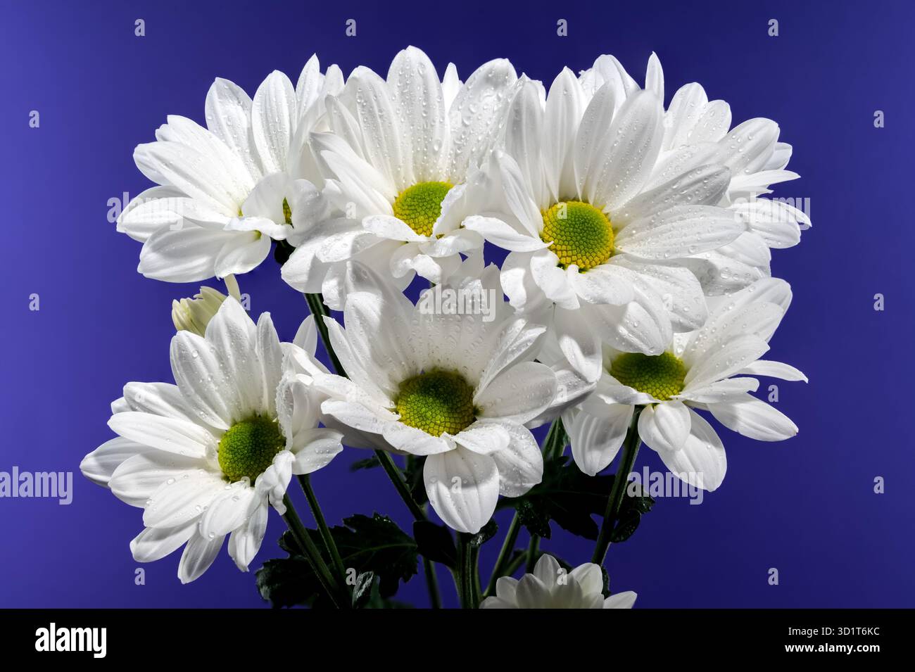 White chamomile on a blue background Stock Photo
