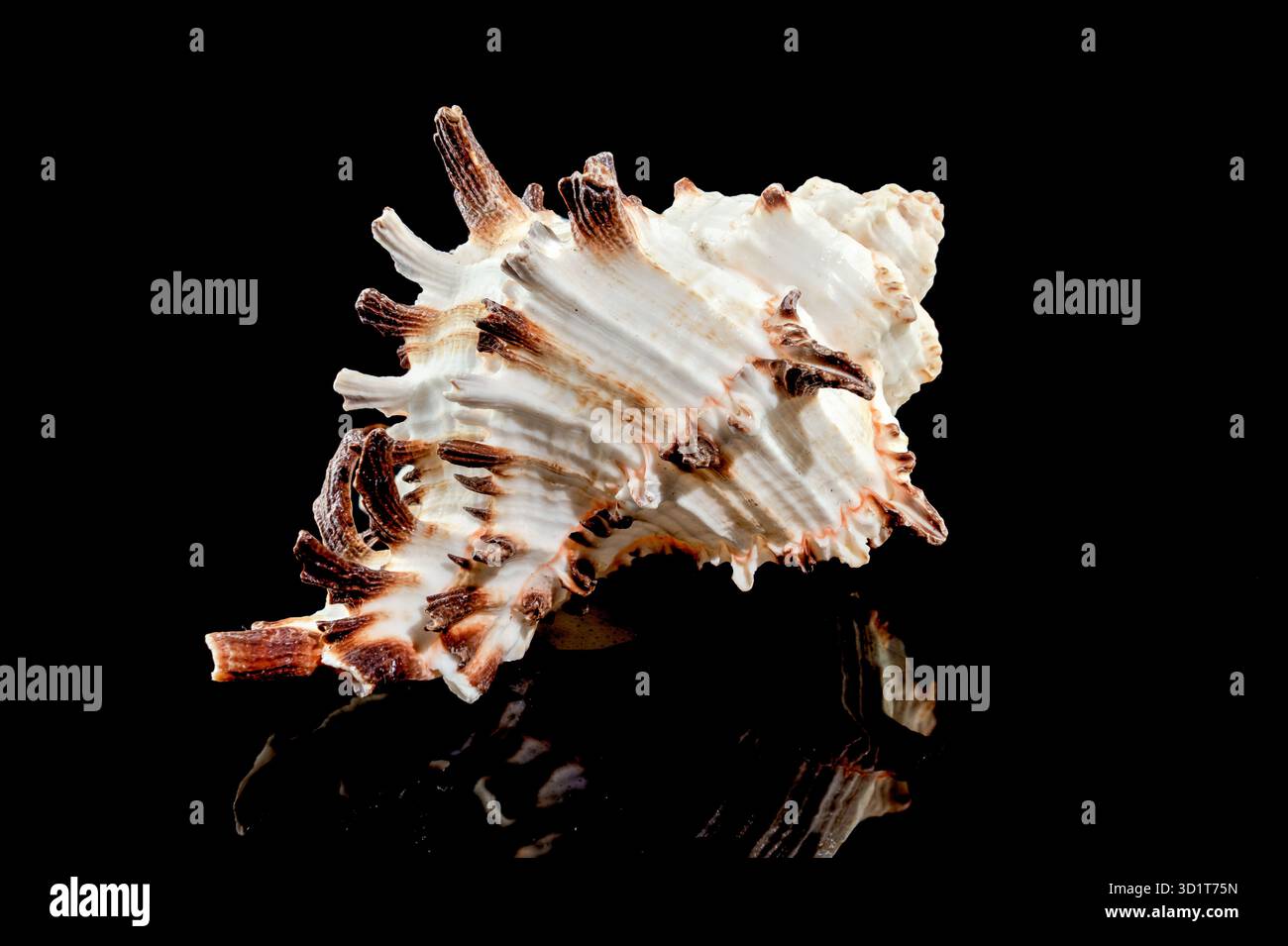 Murex Indivia Longspine Shell on a black background Stock Photo