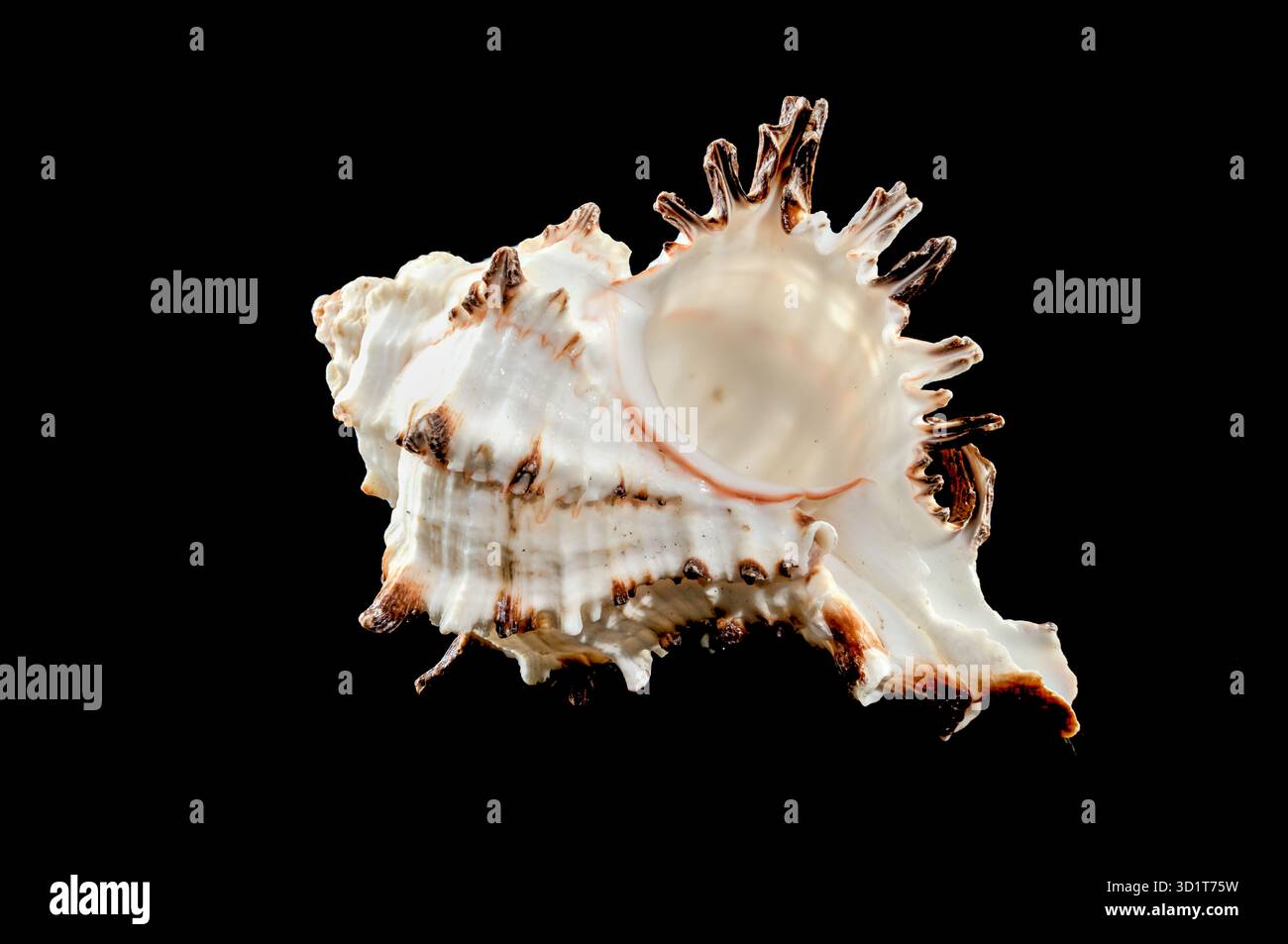 Murex Indivia Longspine Shell on a black background Stock Photo