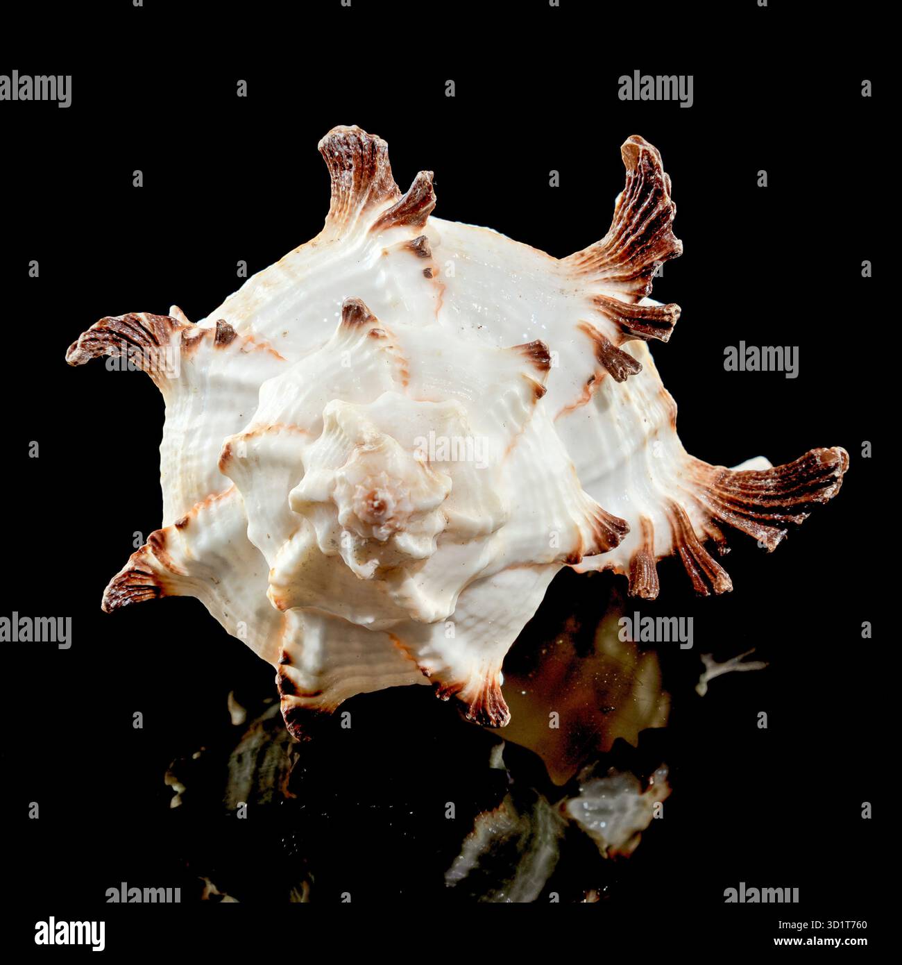 Murex Indivia Longspine Shell on a black background Stock Photo