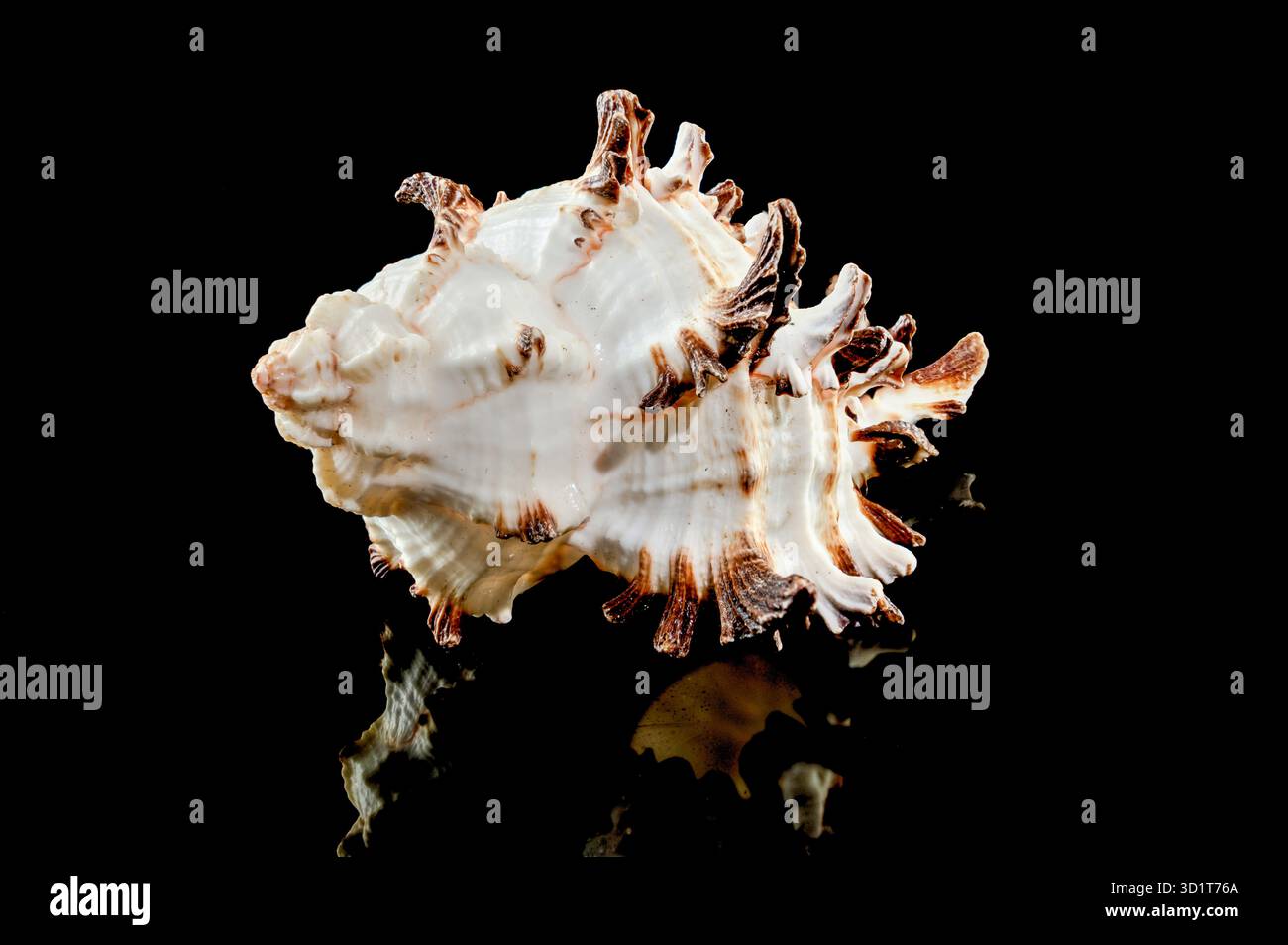 Murex Indivia Longspine Shell on a black background Stock Photo