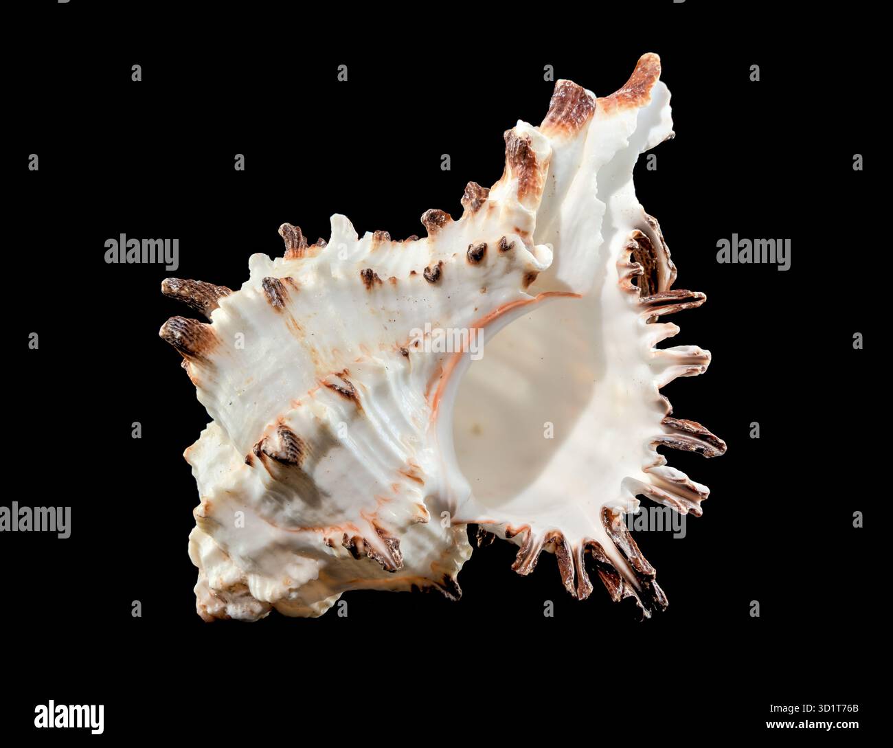 Murex Indivia Longspine Shell on a black background Stock Photo