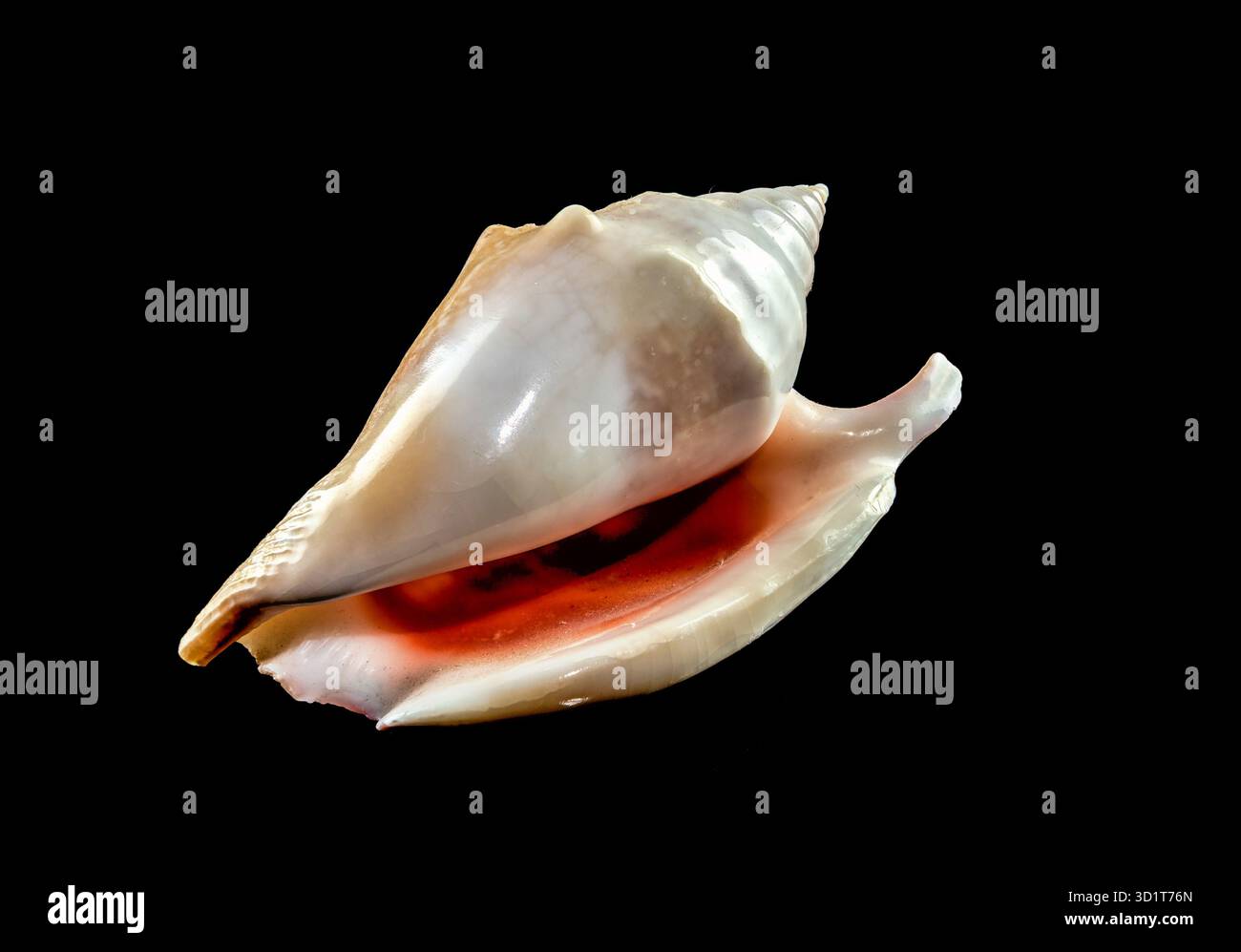 Strombidae Seashell on a black background Stock Photo