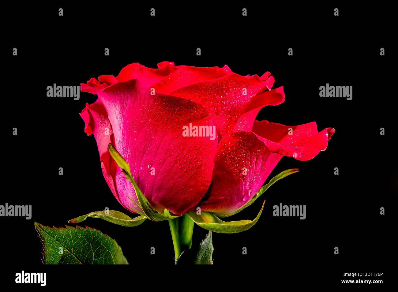 Red tea rose on a black background Stock Photo