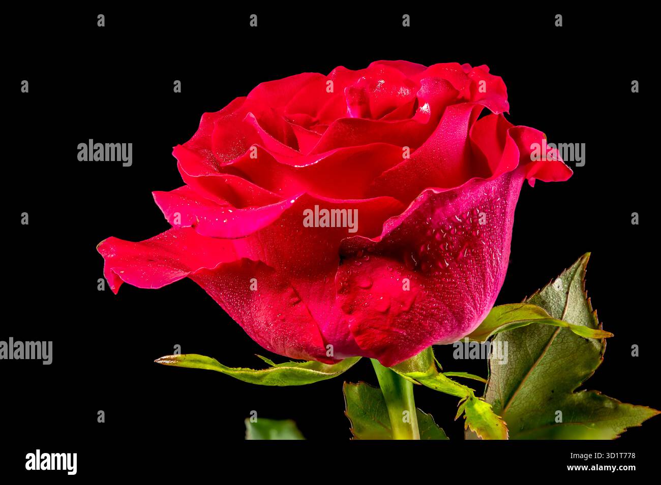 Red tea rose on a black background Stock Photo