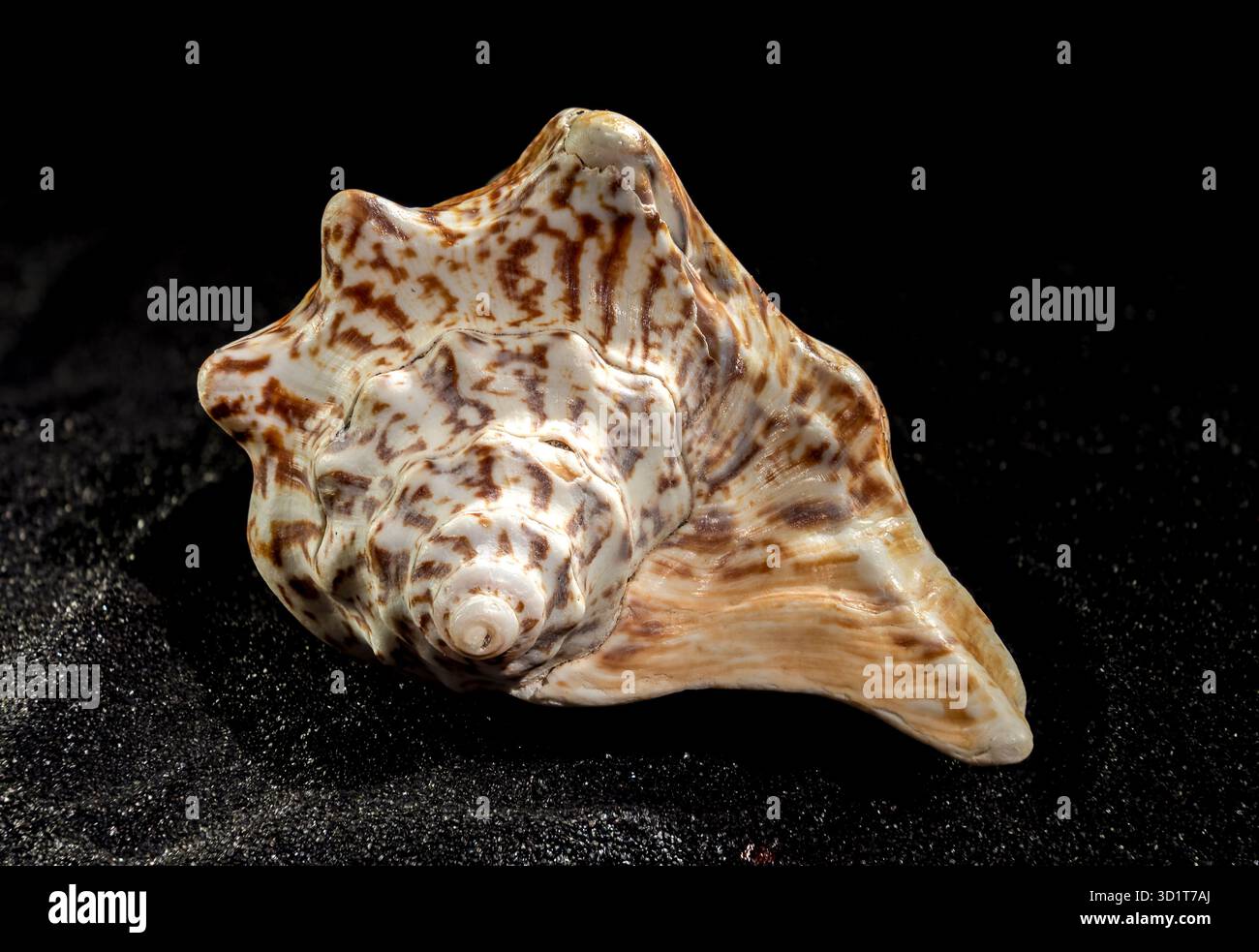 Strombus raninus seashell on a dark background Stock Photo
