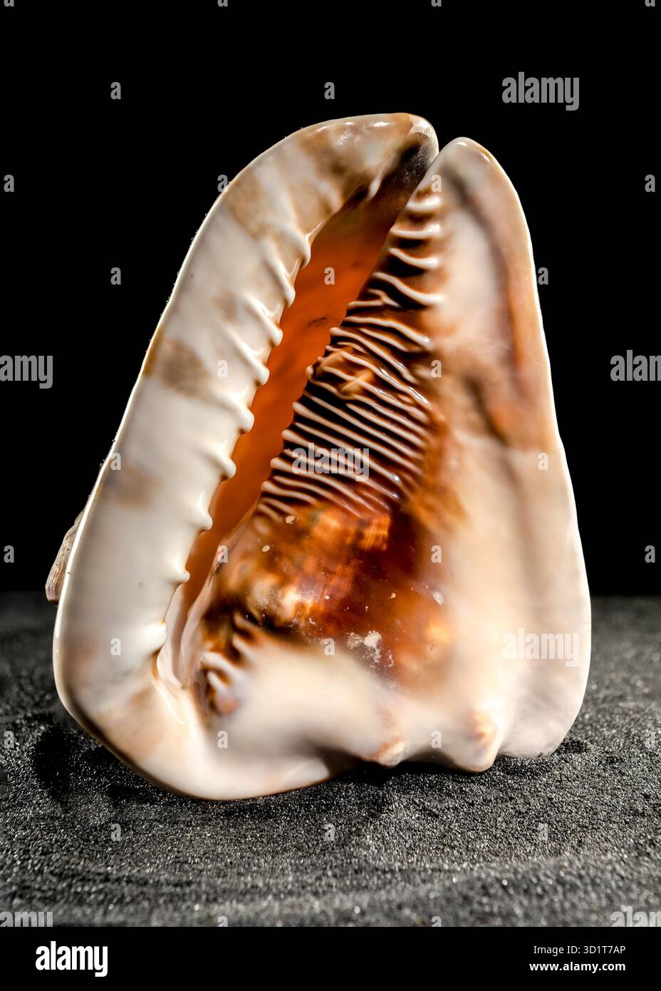 King Helmet seashell on a dark background Stock Photo