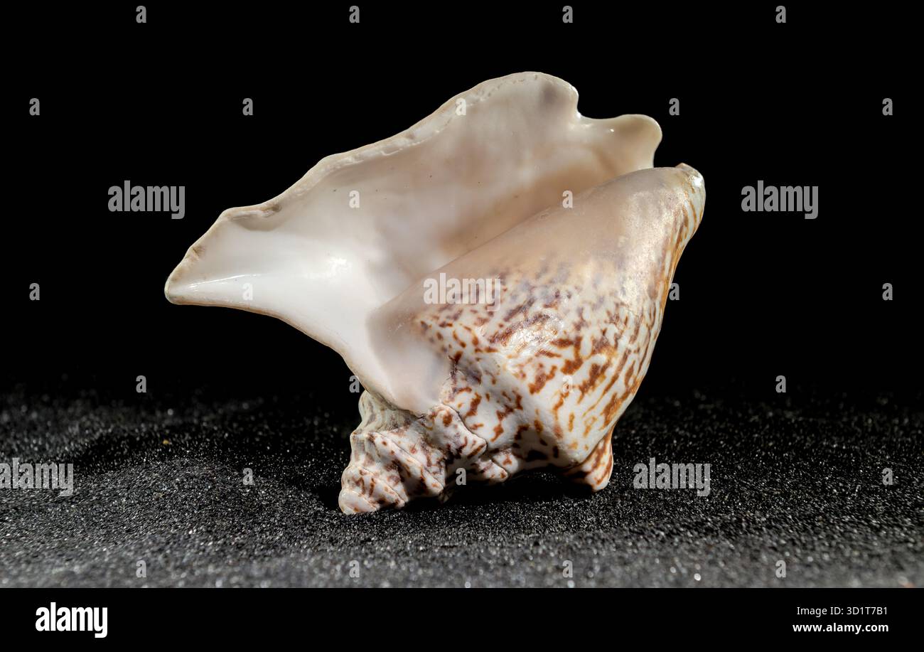 Strombus raninus seashell on a dark background Stock Photo