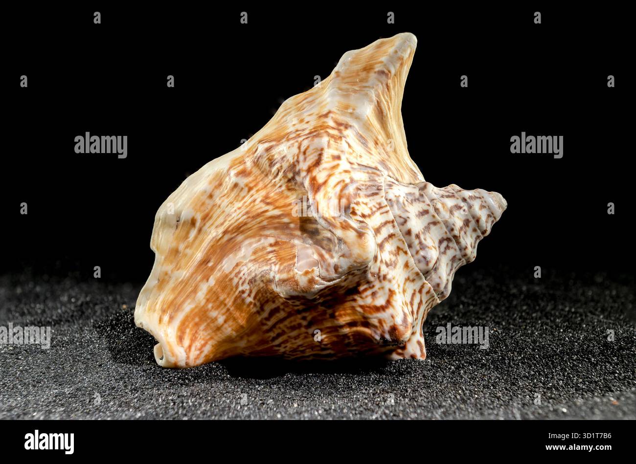 Strombus raninus seashell on a dark background Stock Photo