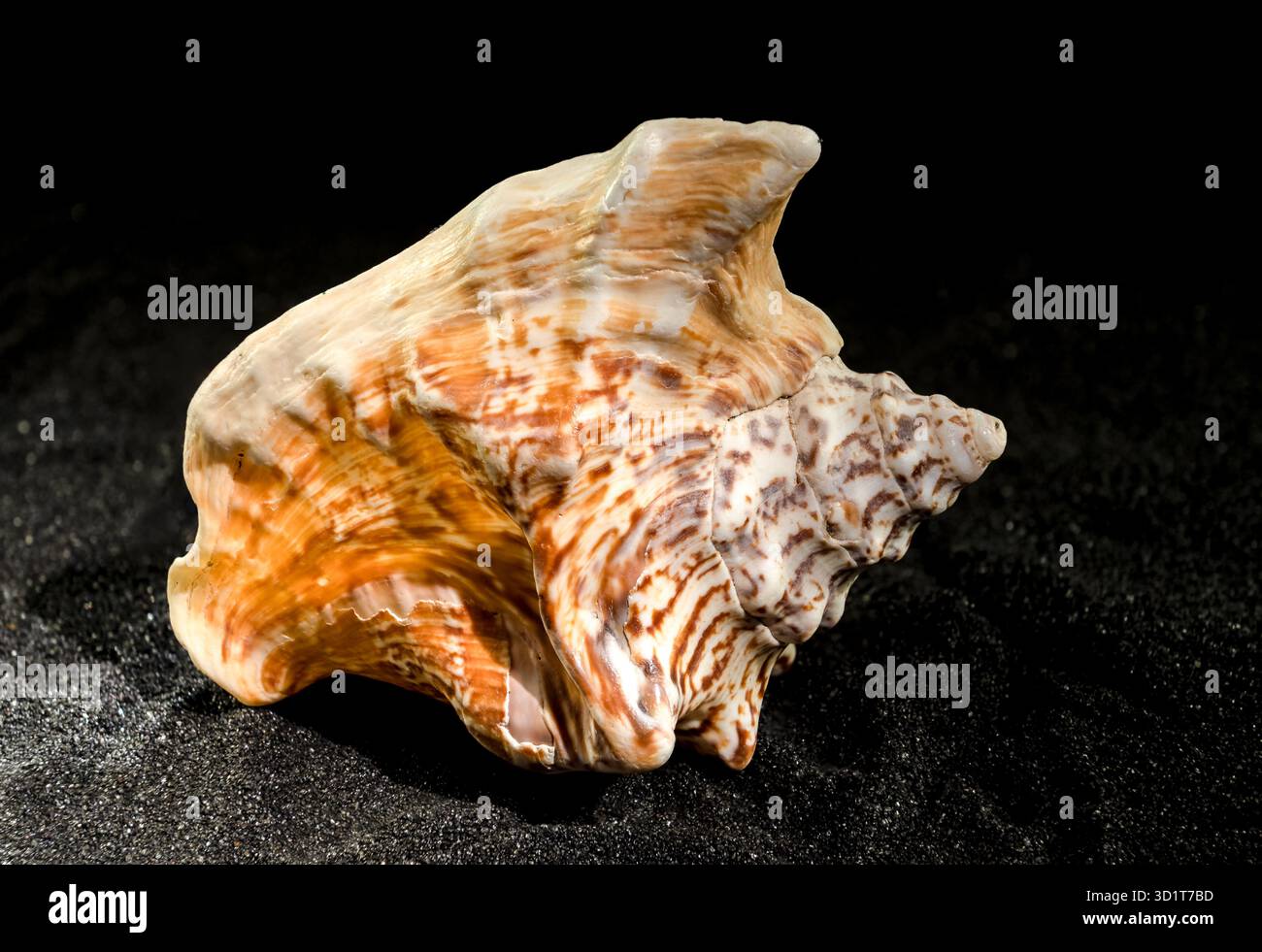 Strombus raninus seashell on a dark background Stock Photo