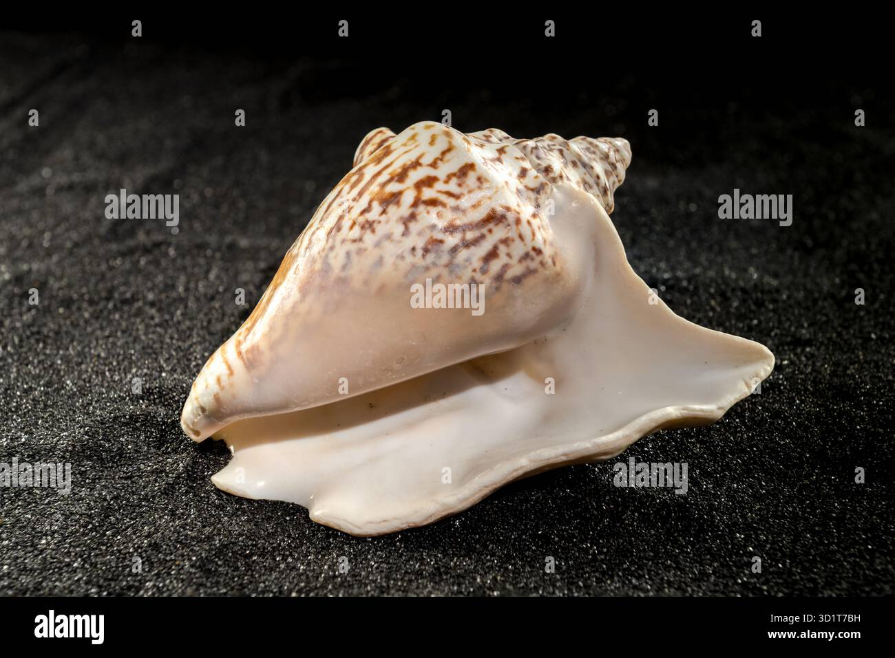 Strombus raninus seashell on a dark background Stock Photo