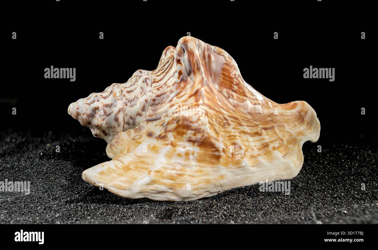 Strombus raninus seashell on a dark background Stock Photo