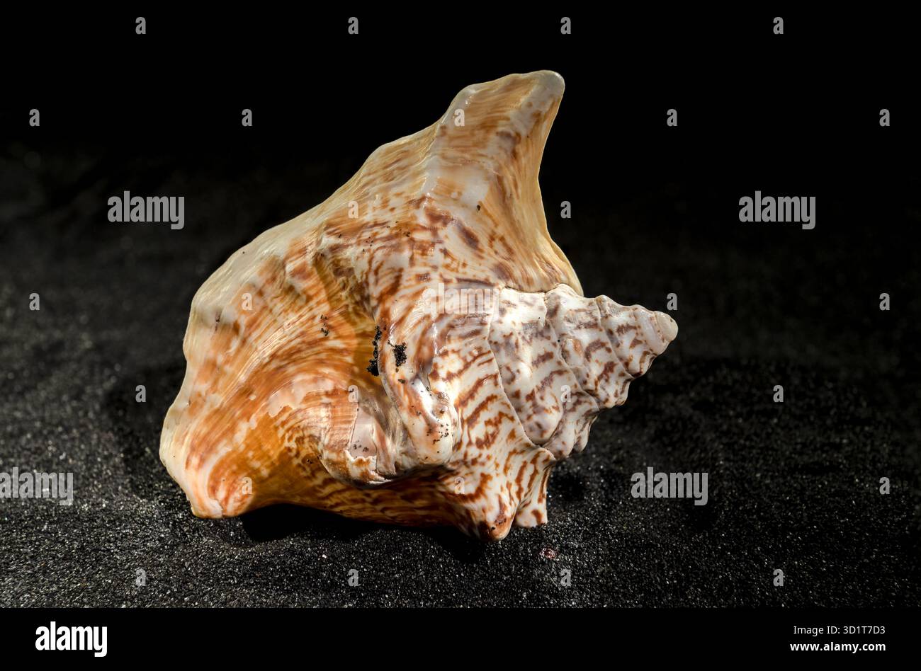 Strombus raninus seashell on a dark background Stock Photo