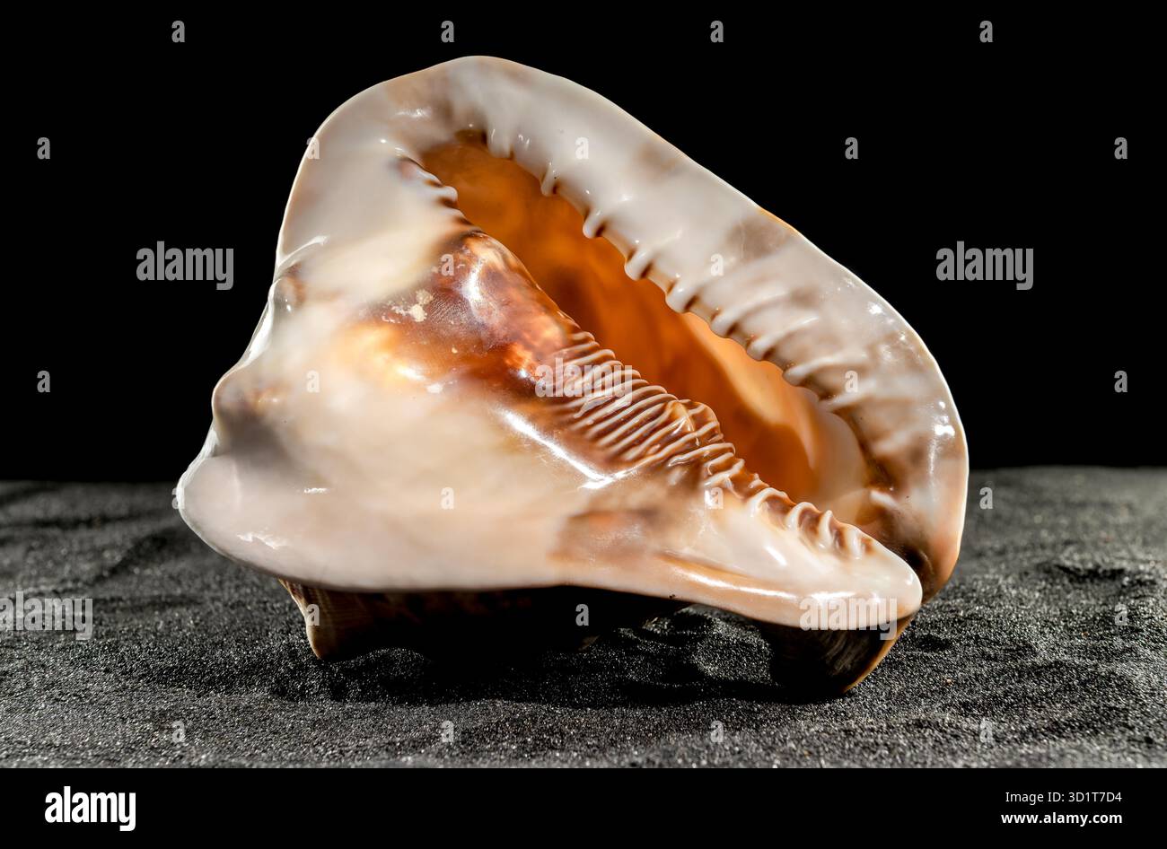 King Helmet seashell on a dark background Stock Photo