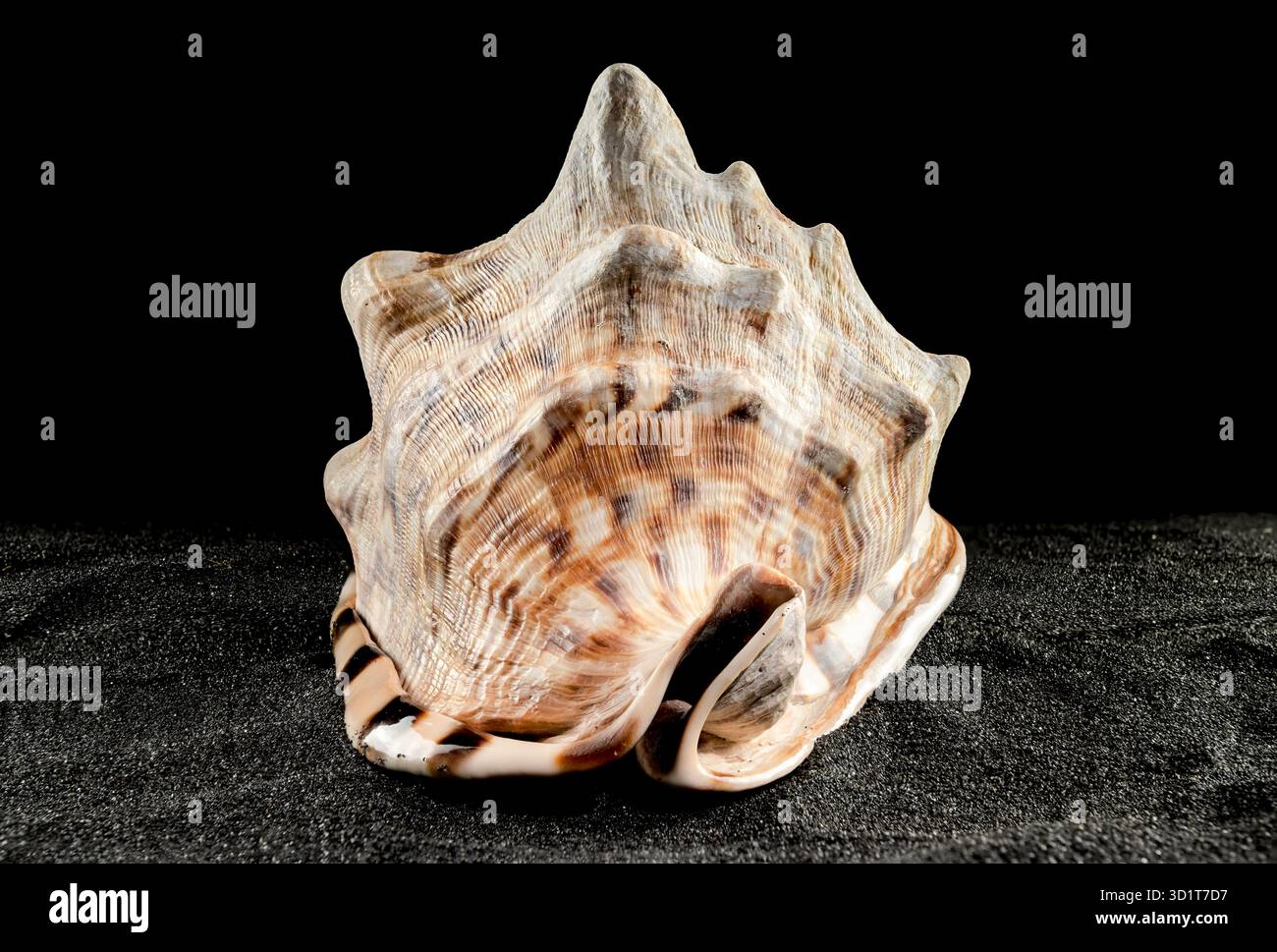 King Helmet seashell on a dark background Stock Photo
