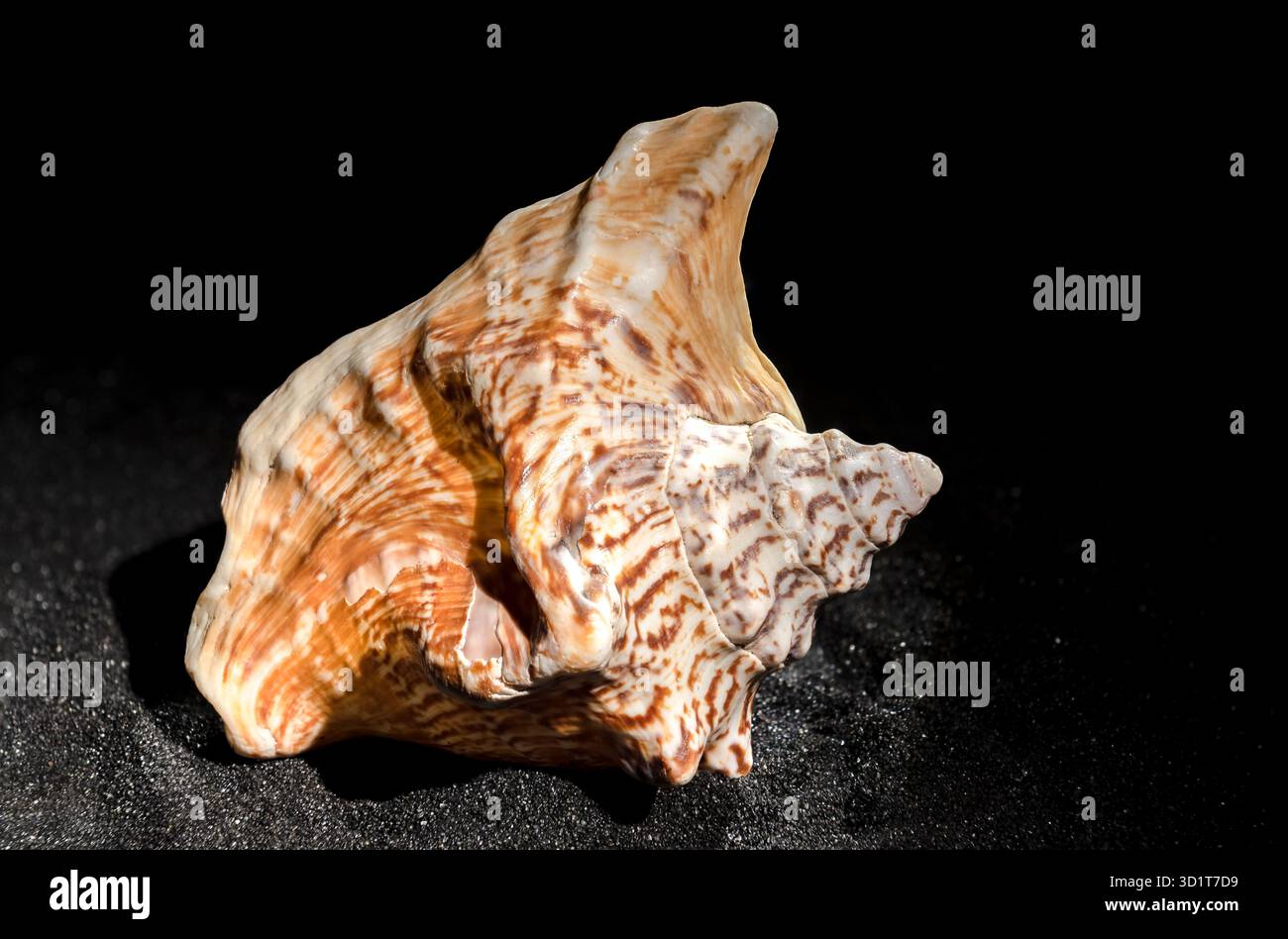 Strombus raninus seashell on a dark background Stock Photo