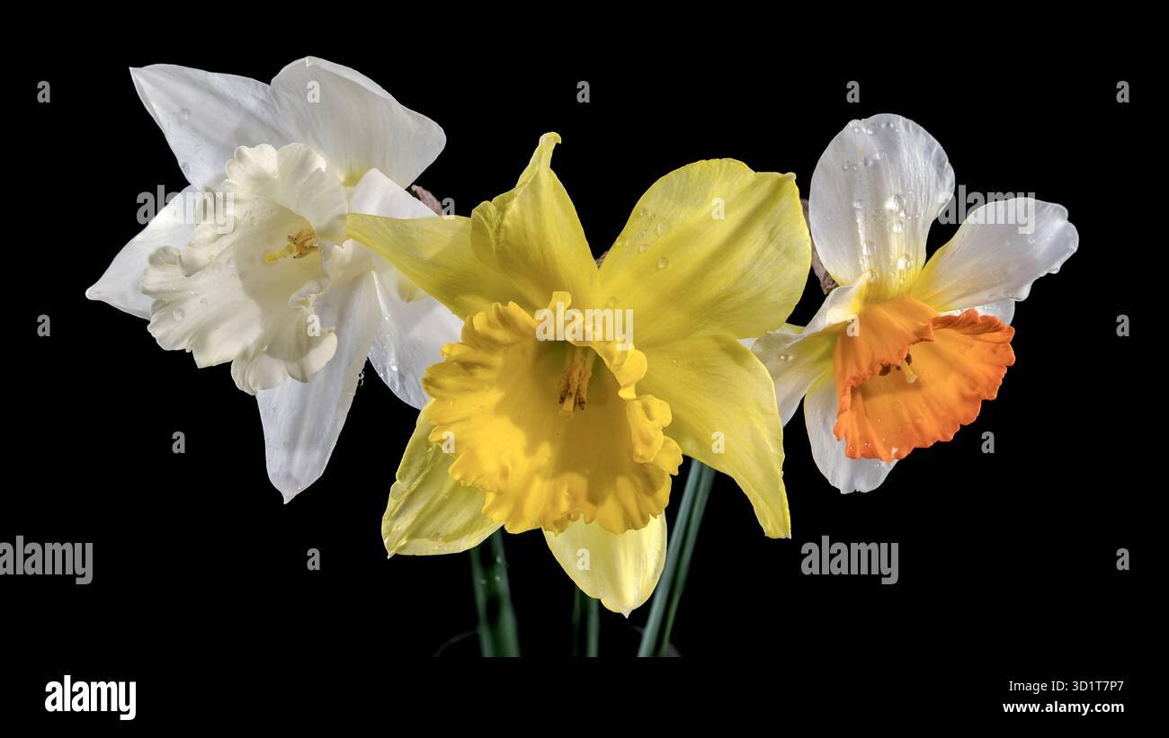 White and yellow daffodils on a black background Stock Photo