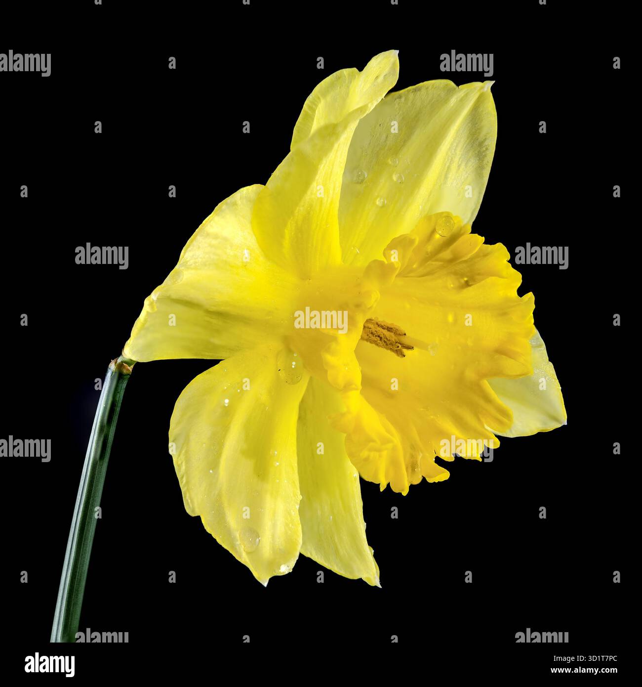 Yellow daffodil on a black background Stock Photo