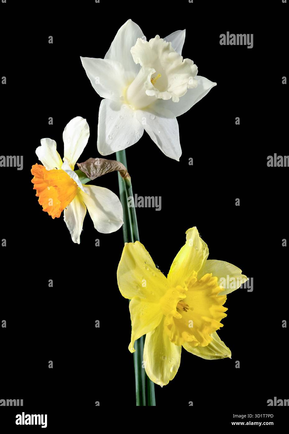White and yellow daffodils on a black background Stock Photo