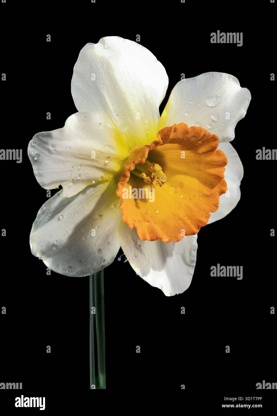 White and yellow daffodil on a black background Stock Photo