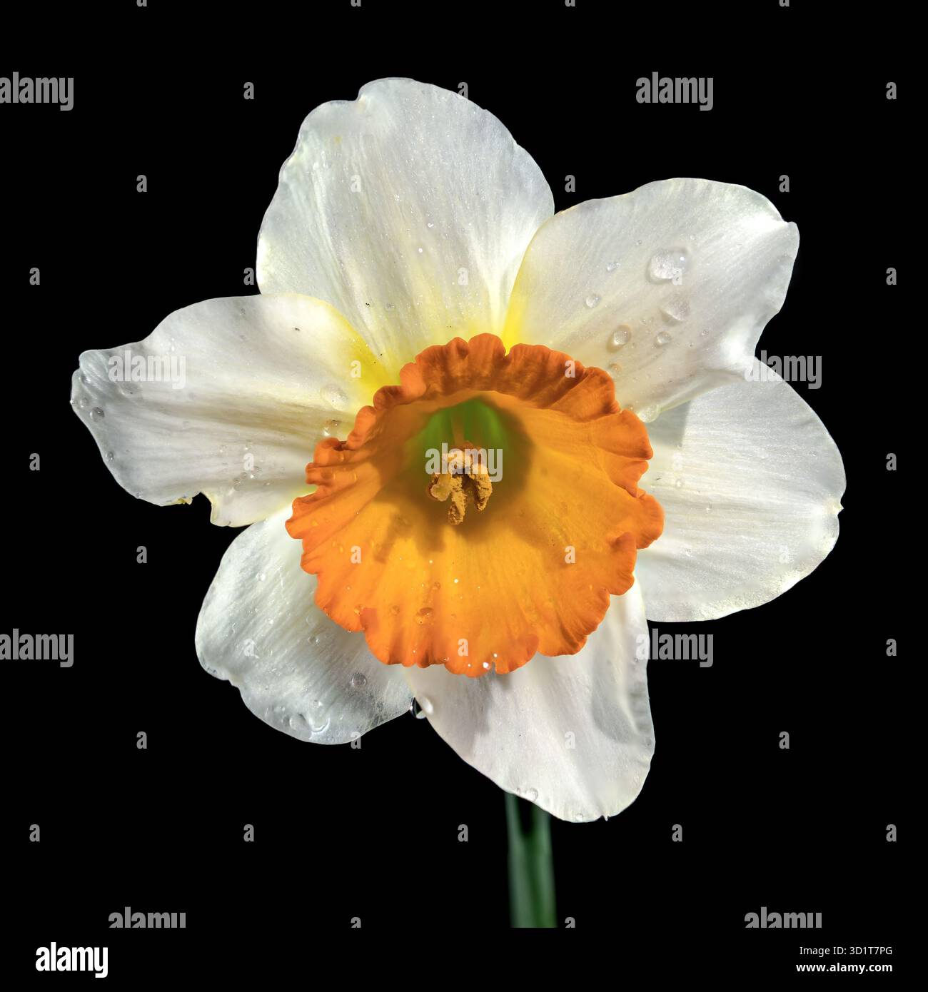 White and yellow daffodil on a black background Stock Photo