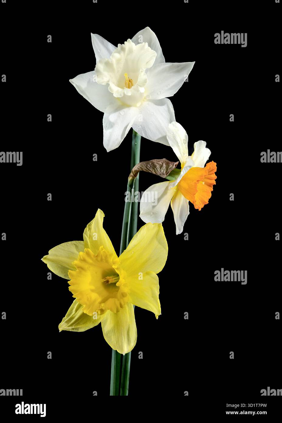 White and yellow daffodils on a black background Stock Photo
