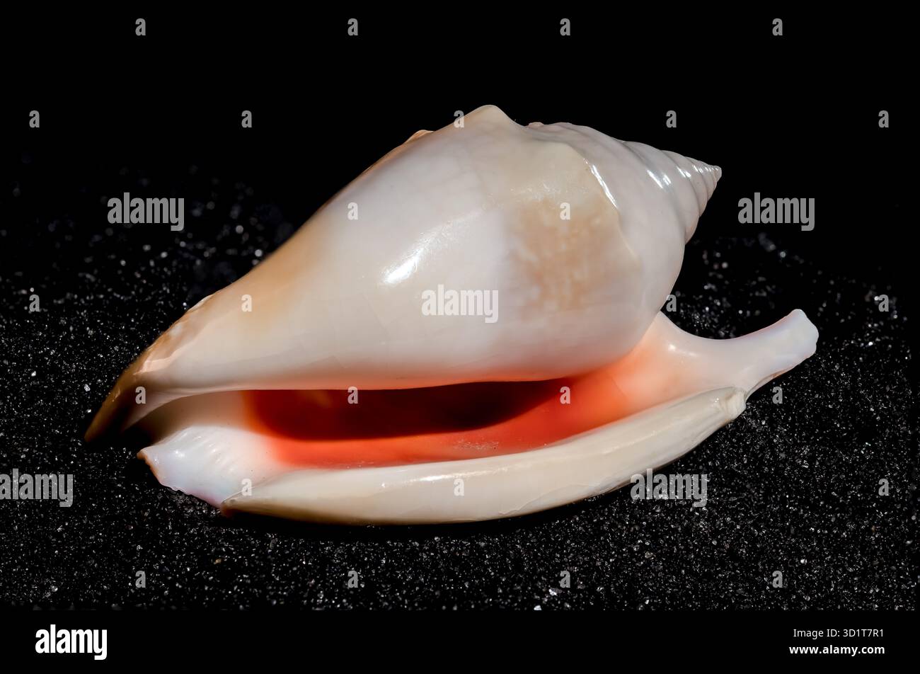 Strombidae Seashell on a black sand background Stock Photo