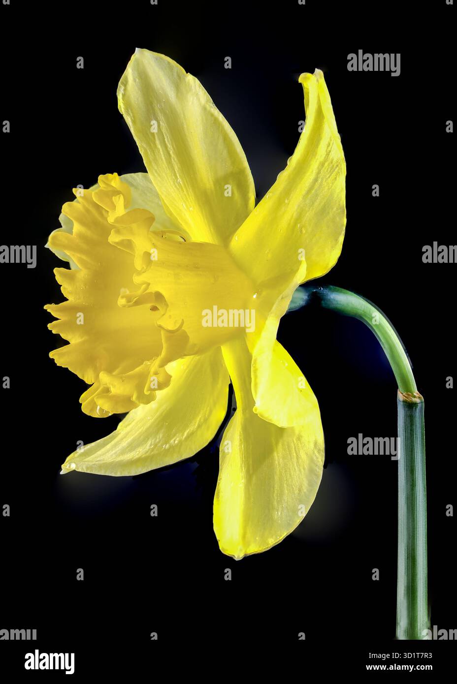 Yellow daffodil on a black background Stock Photo
