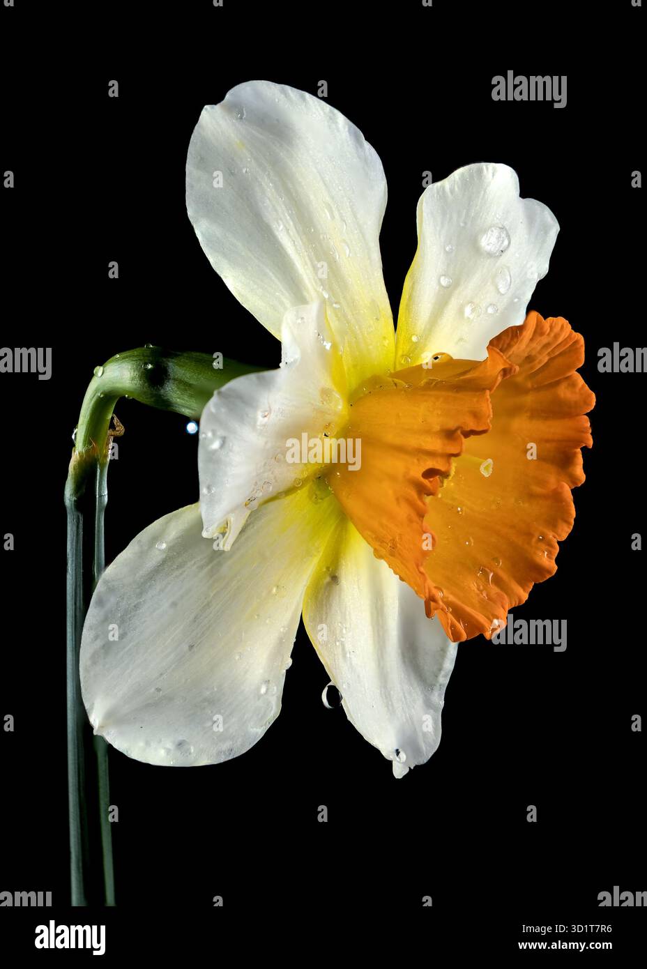 White and yellow daffodil on a black background Stock Photo