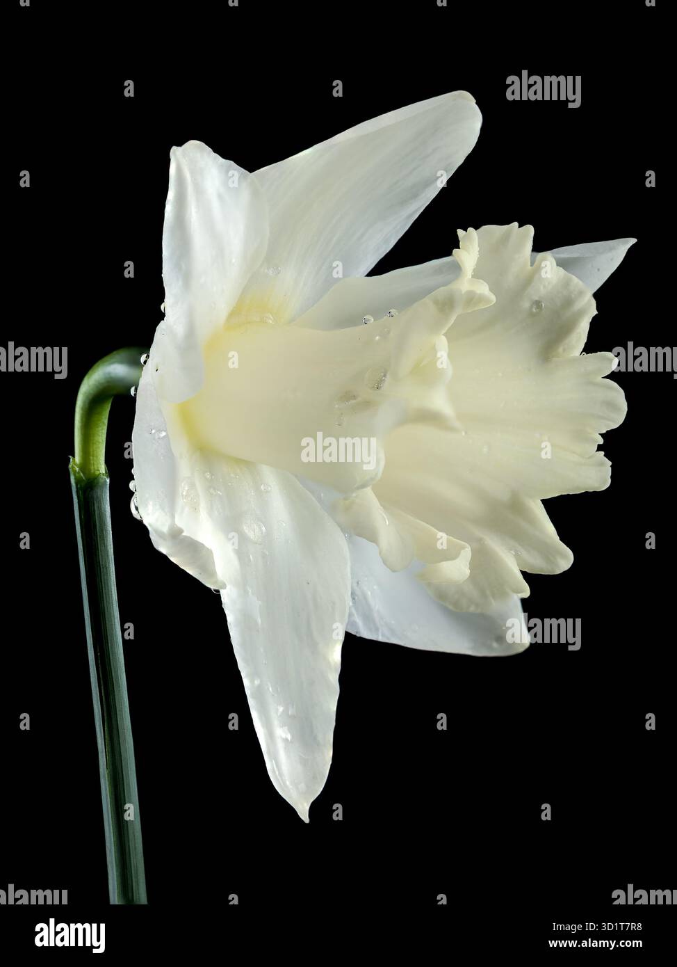 White daffodil on a black background Stock Photo