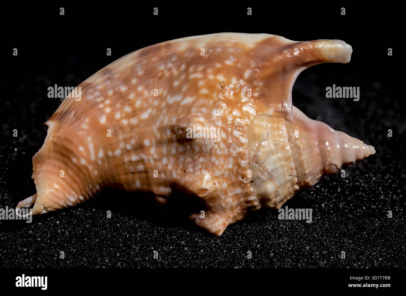 Strombidae Seashell on a black sand background Stock Photo