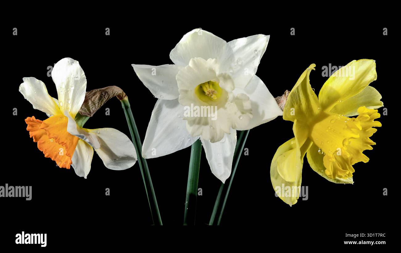 White and yellow daffodils on a black background Stock Photo
