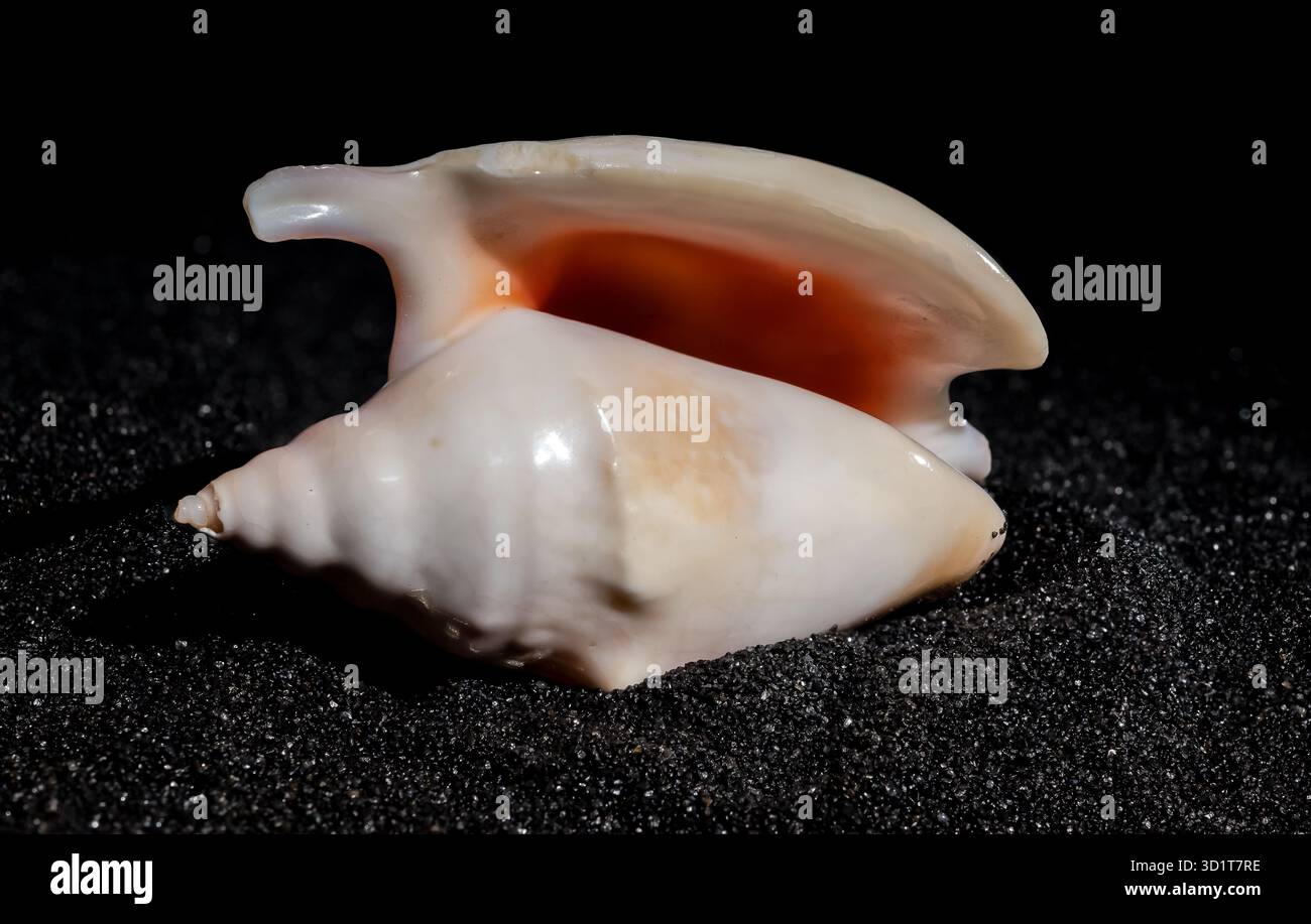 Strombidae Seashell on a black sand background Stock Photo