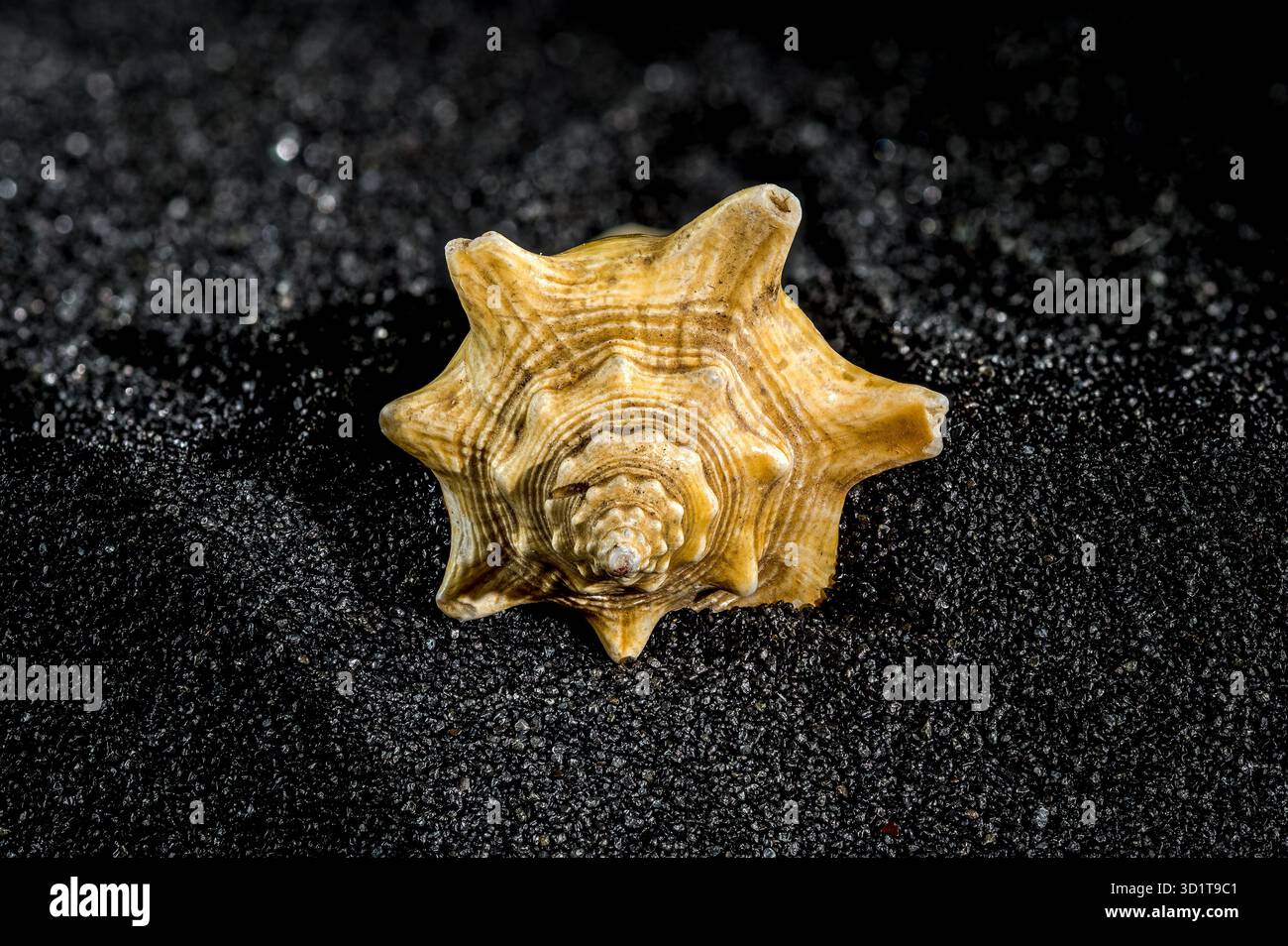Strombus pugilis shell on a black sand background Stock Photo