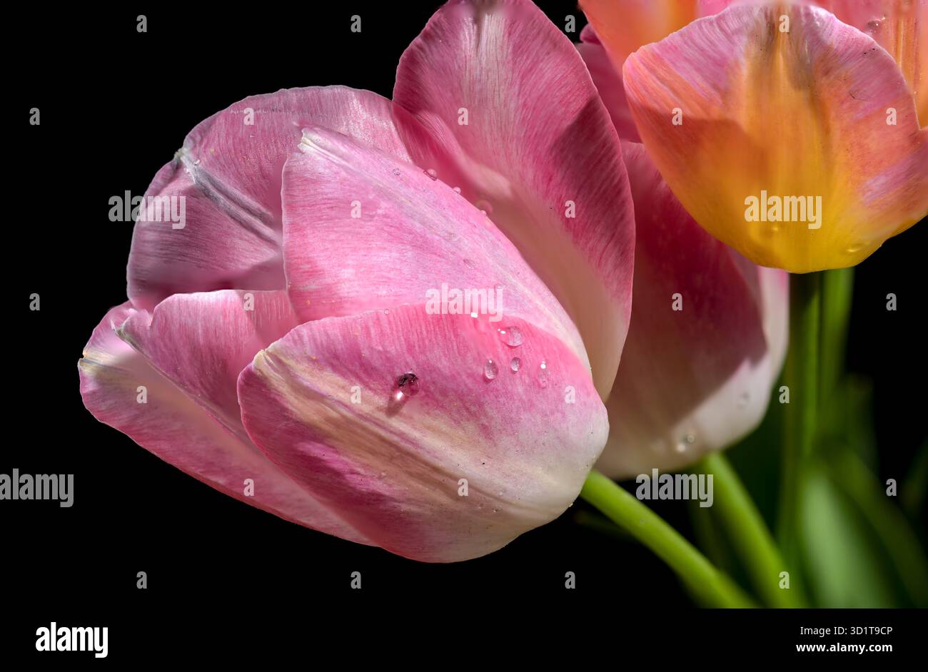 Pink tulips flowers on a black background Stock Photo