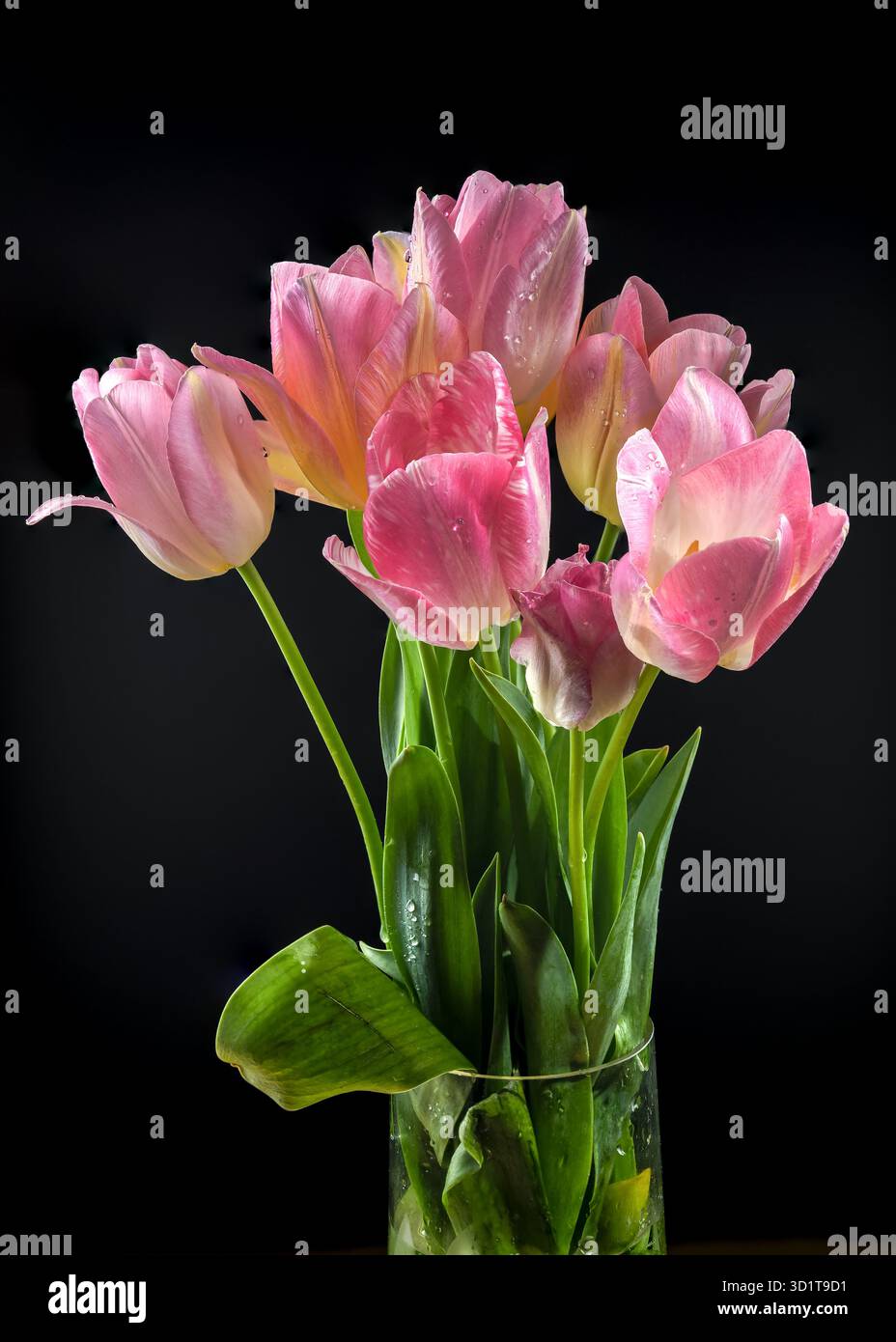Pink tulips flowers on a black background Stock Photo