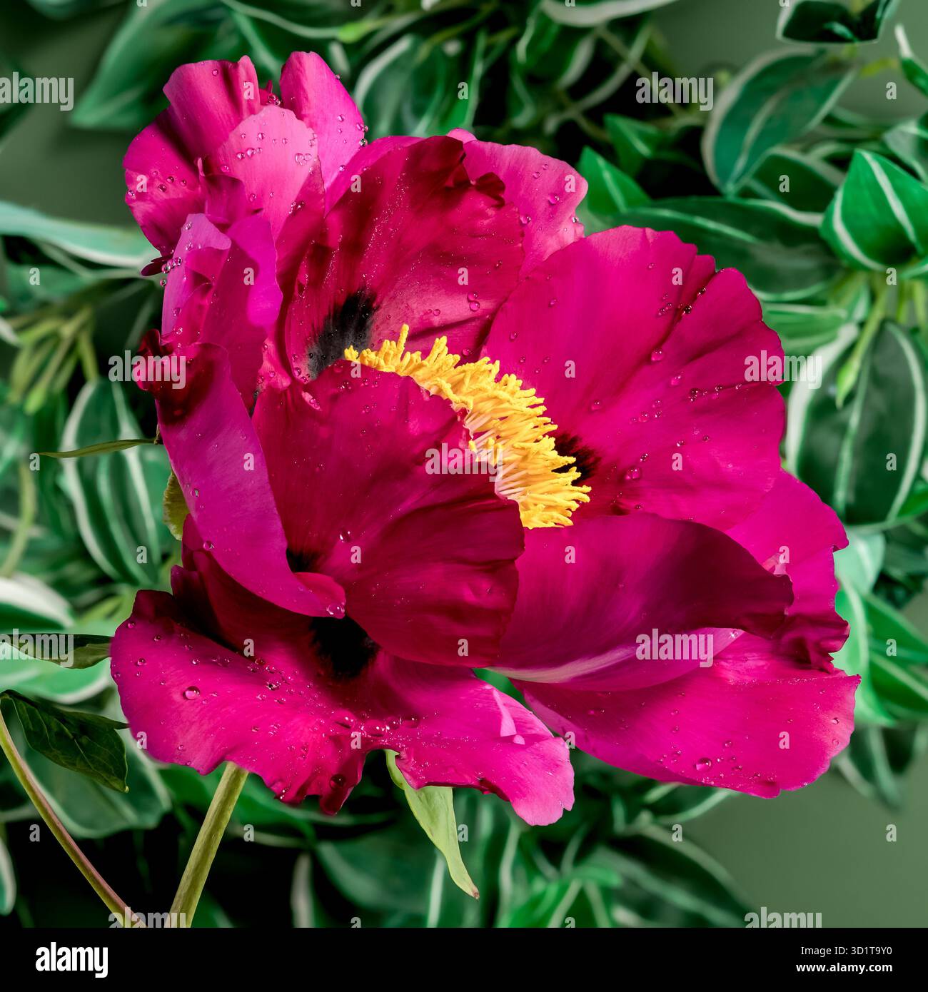 Blooming red peony on a green background Stock Photo
