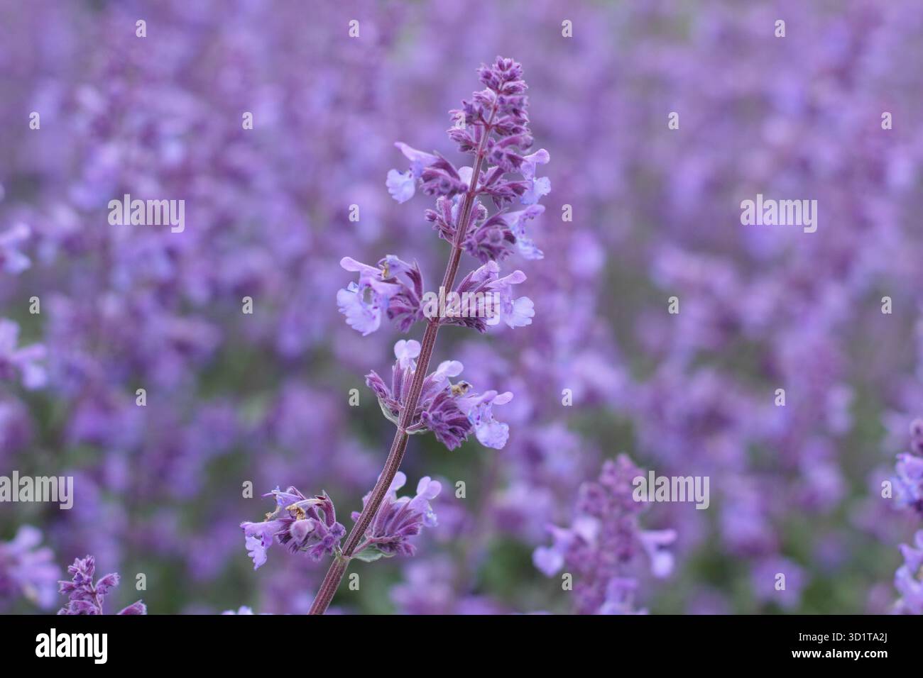Nepeta. Catmint. Nepeta racemosa 'Walker's Low' dwarf catmint, aromatic ...