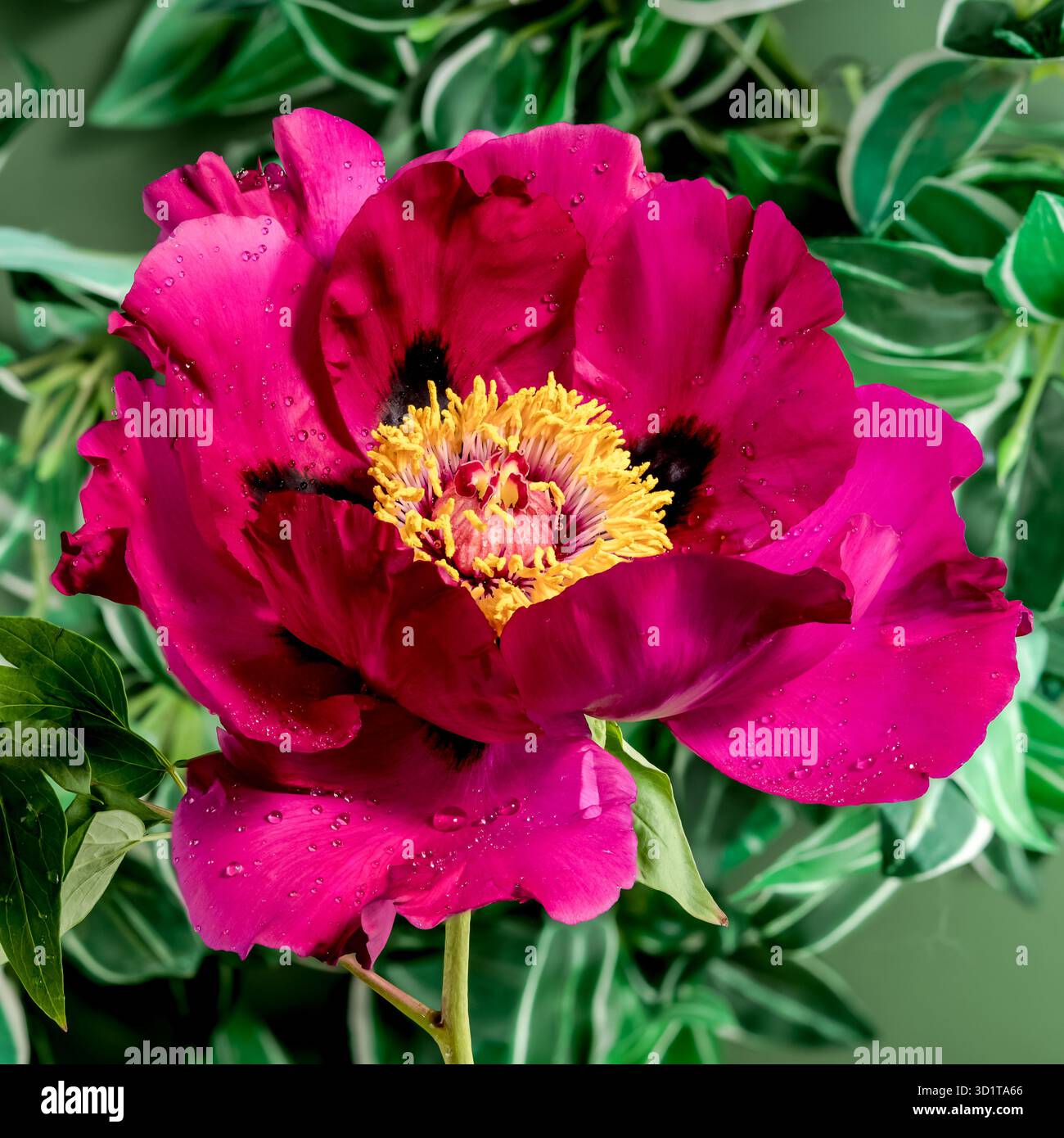 Blooming red peony on a green background Stock Photo
