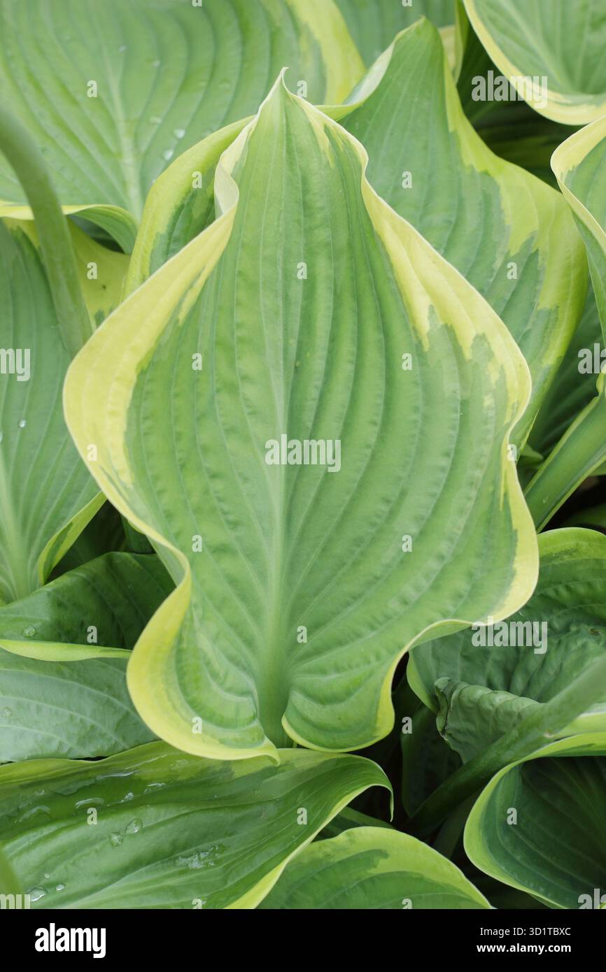 Hosta Victory plantain lily, herbaceous perennial with yellow edged glossy green leaves. Stock Photo