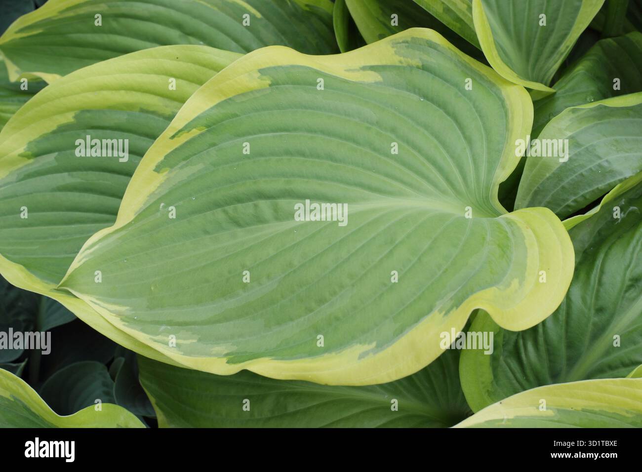 Hosta Victory plantain lily, herbaceous perennial with yellow edged glossy green leaves. Stock Photo